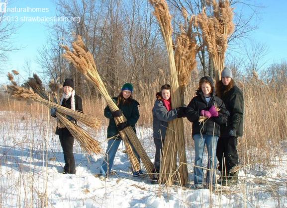 когда заготавливать камыш для крыши
